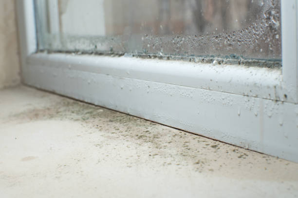 Why You Should Choose Our Mold Remediation Services in Pooler, GA